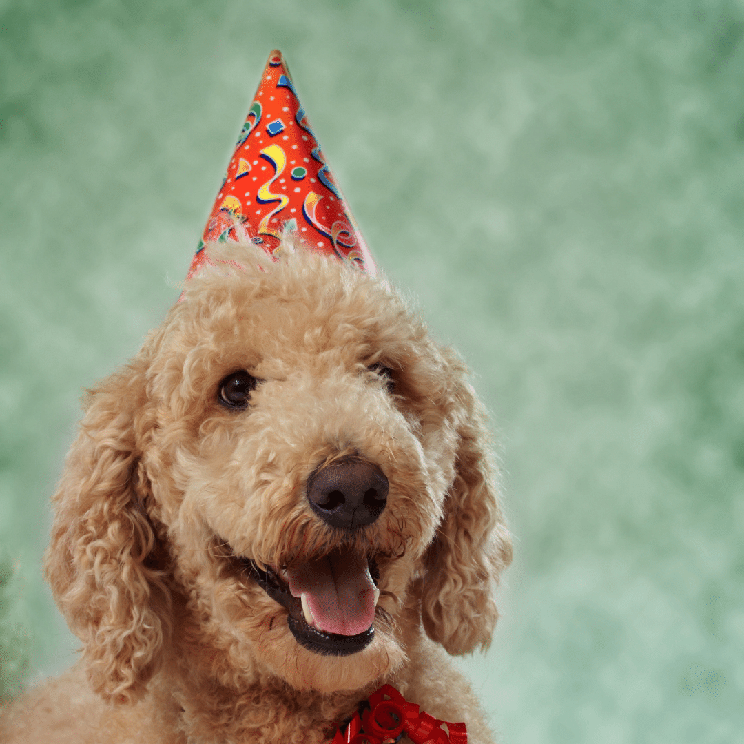 Brown poodle dog wearing red party hat