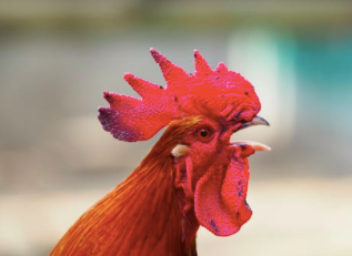 Red-crested rooster crowing